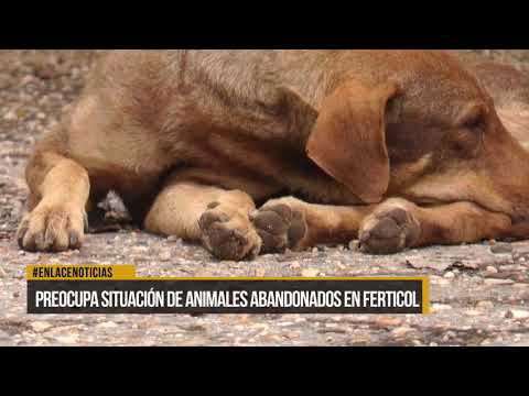 Preocupación situación de animales abandonados en FERTICOL