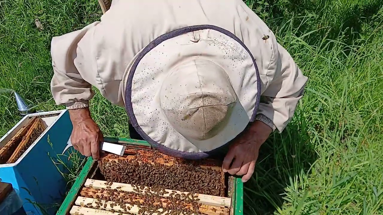 Rzepak kończy kwitnienie , ile zgromadziły miodu, c.d