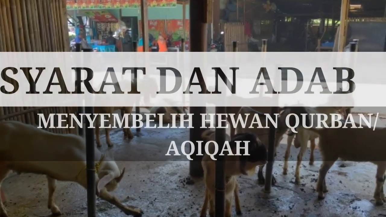 Cara Memotong Kambing Menurut Syariat Islam - YouTube