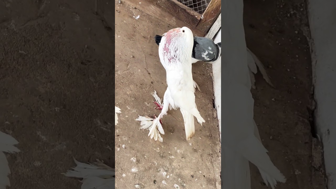 The Wild World of English Pouter Pigeons