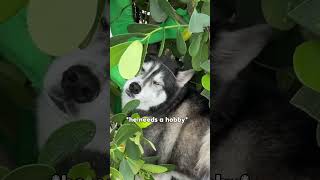 My dogs will never trust bushes again… #dogsofyoutube #dog #dogs #husky #goldenretriever #puppy