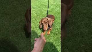Training our dachshund to do tricks. #dog #doglover #dachshund #puppies ##dogtricks