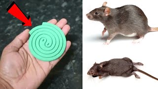 JUST ONE MINUTE || How To Get Rid of Mouse Rats, Permanently In a Natural Way | JUST ONE MINUTES