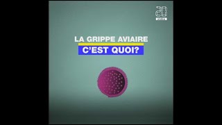 La grippe aviaire, c'est quoi?
