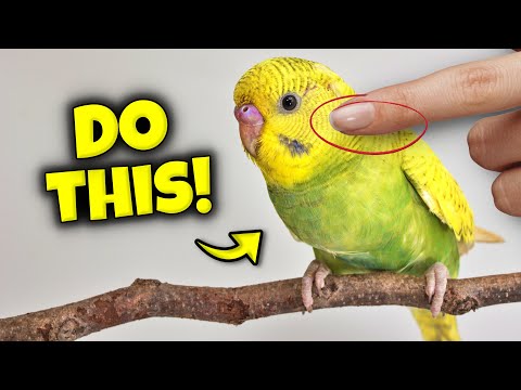 Things That Mean A LOT to Your Bird