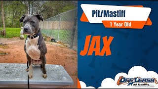 Transforming Your 1-Year Pit/Mastiff: Expert Training Tips by Off Leash K9 Training of Oklahoma 33 views 7 days ago 6 minutes, 59 seconds