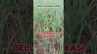 Lamor Produk Inovasi Terbaru Berbahan Alami Punya Banyak Manfaat