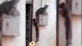 funny cat: remember those friends who push you from the top when they need to