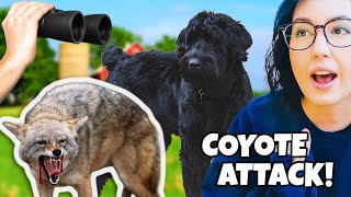 COYOTES attacked a DOG in the neighborhood!