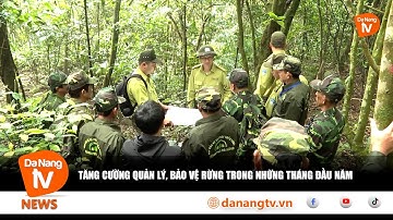 TĂNG CƯỜNG QUẢN LÝ, BẢO VỆ RỪNG TRONG NHỮNG THÁNG ĐẦU NĂM