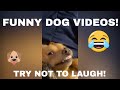 FUNNY DOG VIDEOS | DOG FUNNY VIDEOS 🐶 | DOG VIDEOS FUNNY | DOG VIDEOS FOR KIDS | DOG VIDEOS CUTE 🐶😂