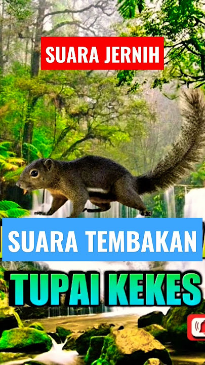 suara tupai kekes masteran terbaik #shorts