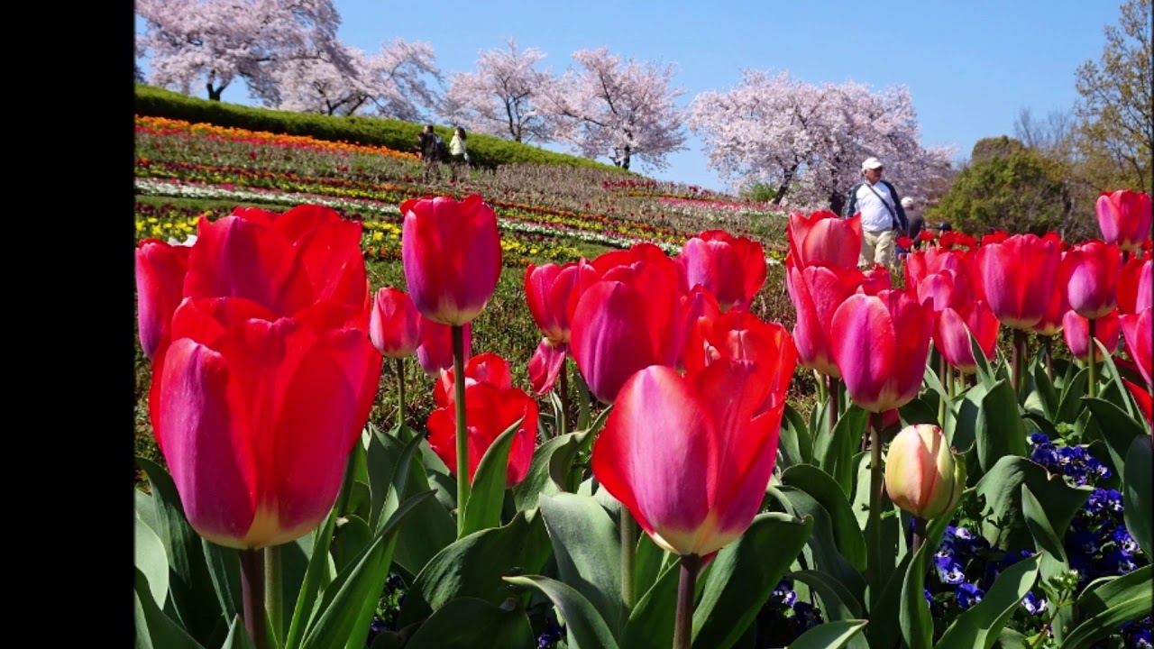 馬見丘陵公園 満開のチューリップ Youtube