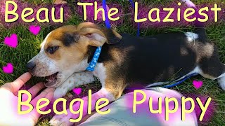 Laziest Beagle Puppy Ever! Beau doesn't want to go for a walk! Wants Pets! 🐶🐾|| Pet Friendly by Pet Friendly 59 views 1 year ago 1 minute, 25 seconds