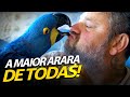 SAPHIRA, A ARARA AZUL, UMA NOVA INTEGRANTE DA CASA DOS BICHOS!