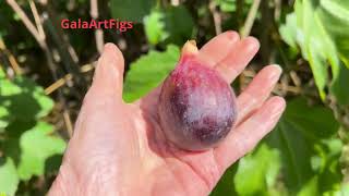 видео: Ficus Carica. Figs in France. Инжир. Сбор, дегустация, сентябрь. FH454, Augello, Grise de Saint Jean картинка: Ficus Carica. Figs in France. Инжир. Сбор, дегустация, сентябрь. FH454, Augello, Grise de Saint Jean