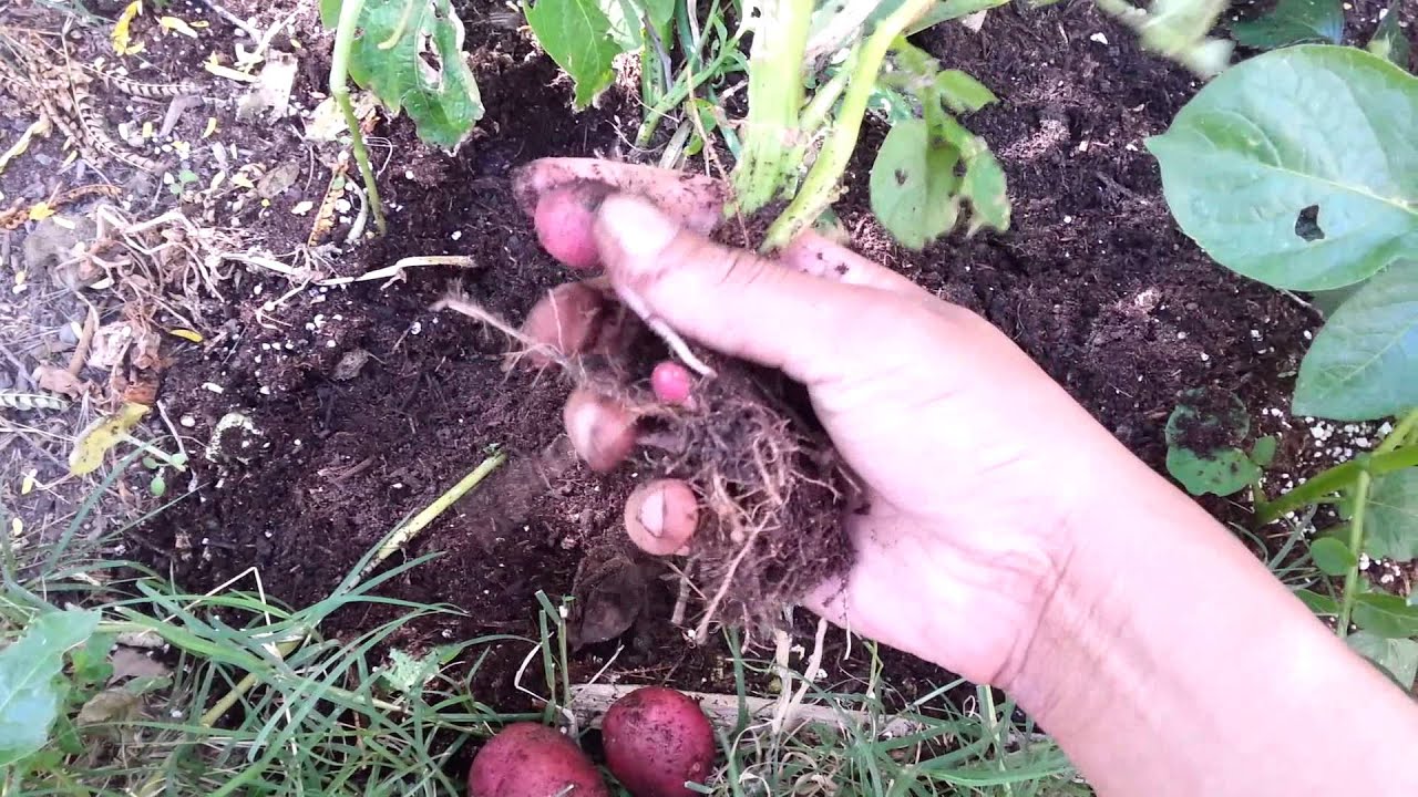 Fresh red potato harvest - YouTube