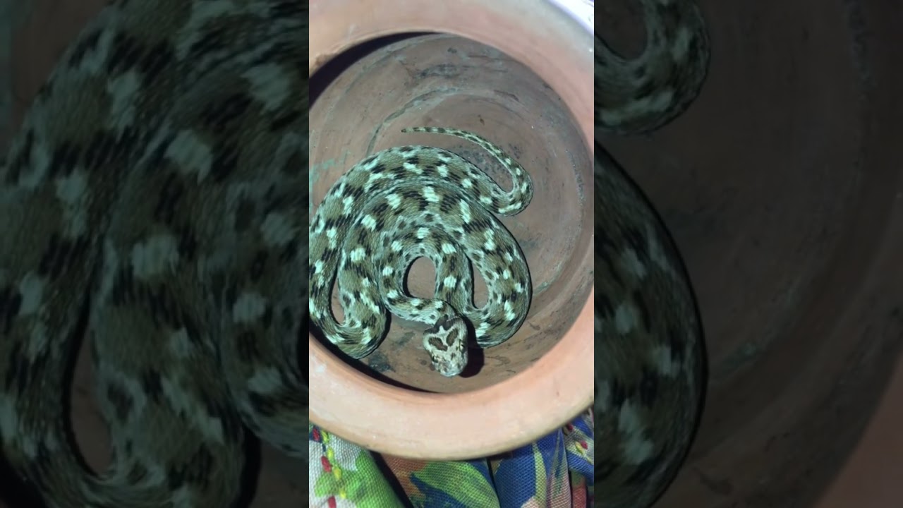 Rattlesnake 🐍 found in former kitchen’s vessel. 