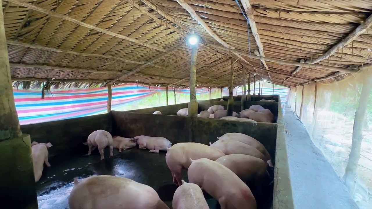 Chúc mừng năm mới 2026. Chúc bà con năm mới phát tài, vạn sự an