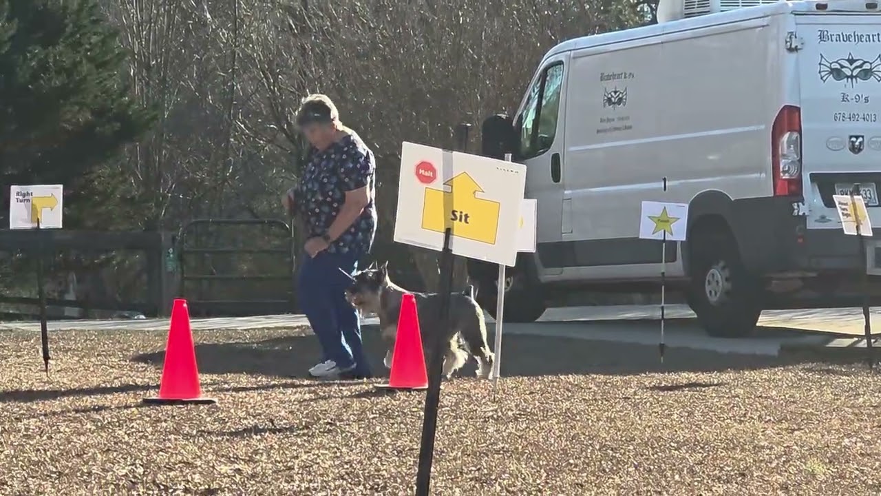 Roi Standard Schnauzer Virtual Rally test # 3