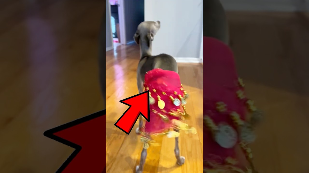 Terrifying Dog Abilities 😨🦴 #dog #animals #shorts