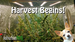 Harvest month Begins! Viparspectra ks3000 multiplant grow in flower.