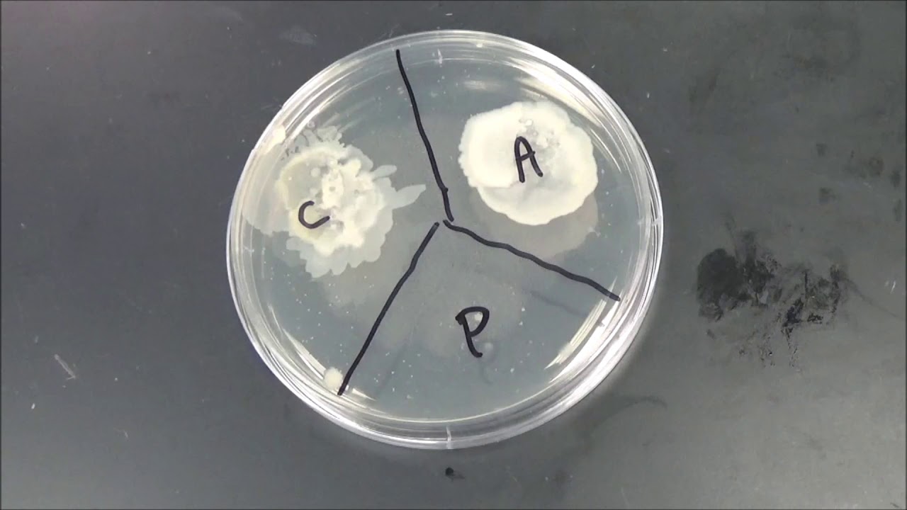 Alcohol vs Peroxide YouTube
