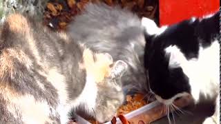 Fluffy Kitten Slap In The Face From Aunt Cat 7