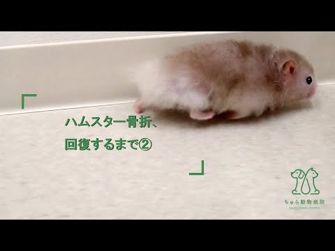 ハムスターの骨折、自然に治る？飼い主が知るべき予防と対処法