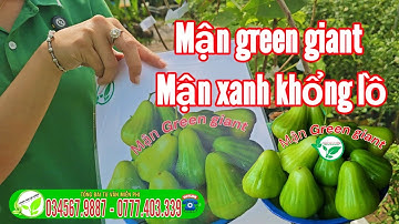 Mận green giant ( mận xanh khổng lồ ) Cây Giống đáng sưu tầm