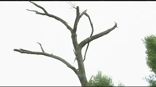 Plan to take care of tornado-damaged trees