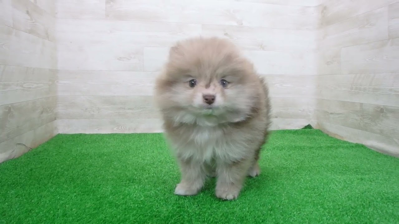 Coo&RIKU No.00754666 ポメラニアン - YouTube