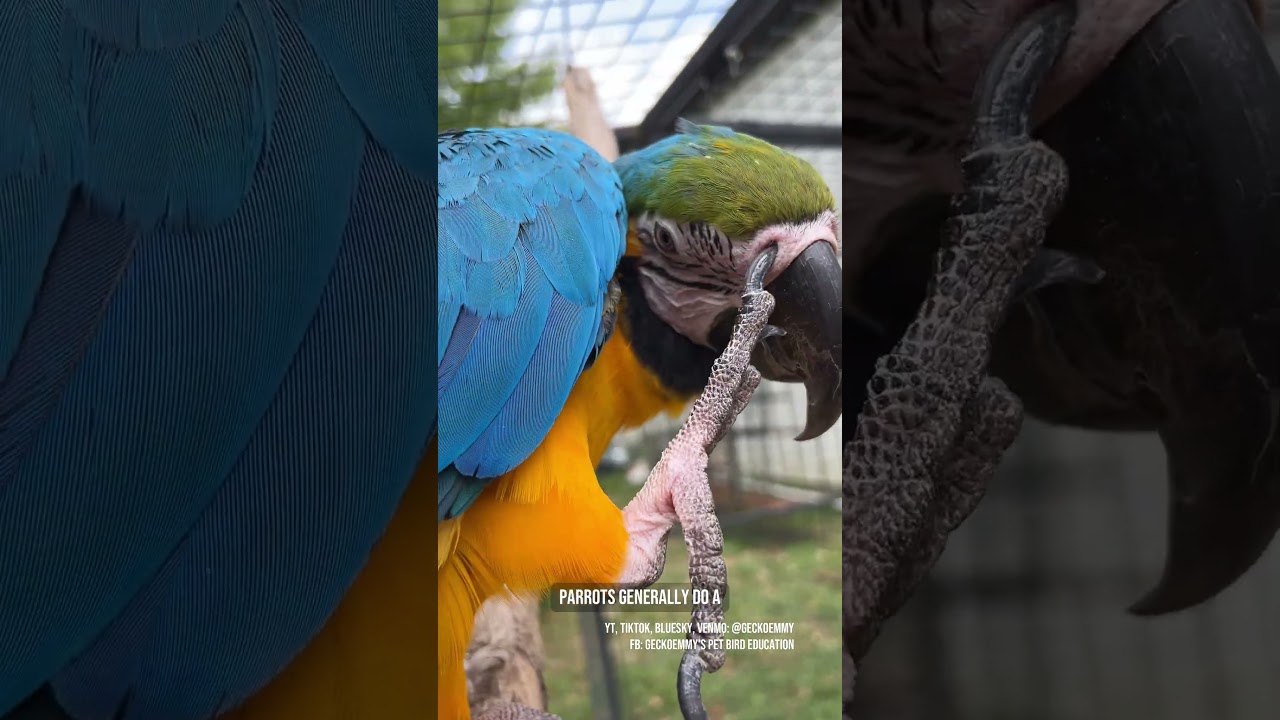 Почему кажется, что некоторые попугаи прячут секрет в ноздрях? 