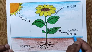 How to draw photosynthesis step by step so easy/ Photosynthesis drawing