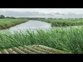 Light Rain on a Tin Roof w/ Wind Blowing Through the Reeds in the English Wetlands | Relax & Sleep