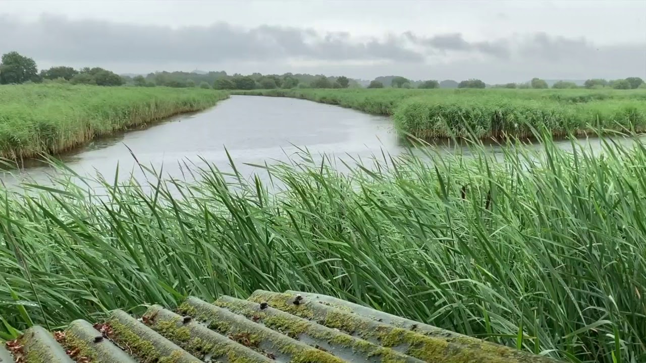 Небольшой дождь на жестяной крыше и звуки ветра | Английские водно-болотные угодья