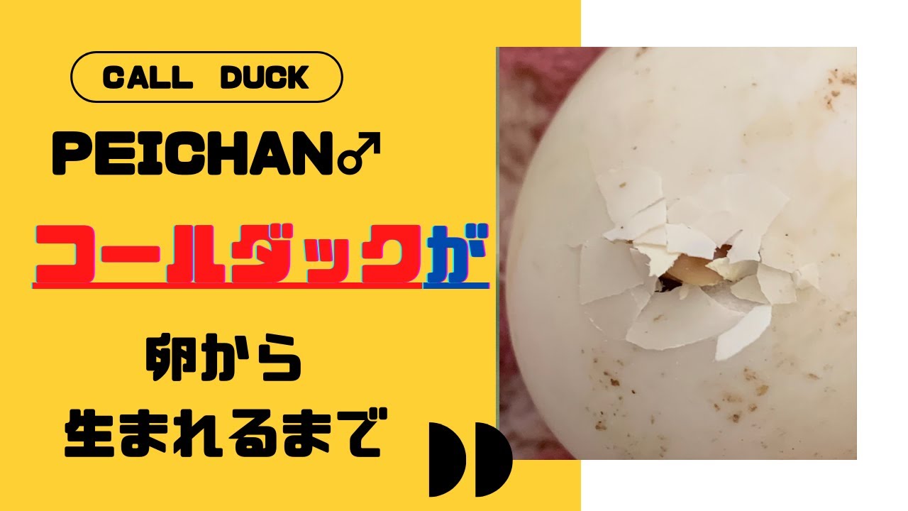 コールダックが卵から生まれるまで（ヤフオク生まれAmazon育ちの