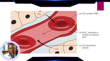 Biological Buffer Systems