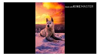 Moonlight Kiba and other pictures