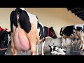 25-25 लीटर दूध की 2 गाय बिकाऊ। दूध नापो और खरीदो। Manpreet Singh 83601-64600