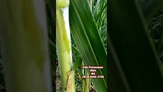 The Difference Between Pakchong Grass And Taiwan Elephant Grass hairy And Hairless