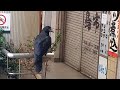 カラス可愛いい