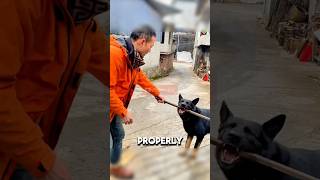 This Dog Couldnt Get Through The Gate Until He Learned This