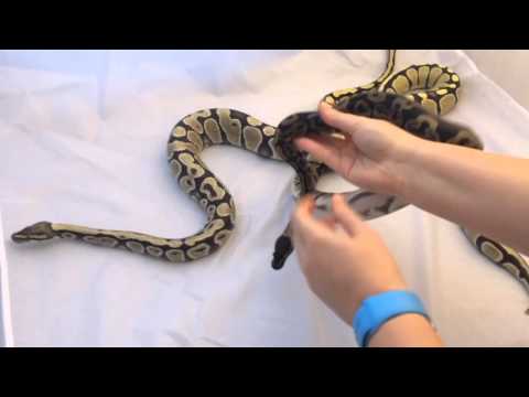 Ball Python Morphs: Desert Ghost