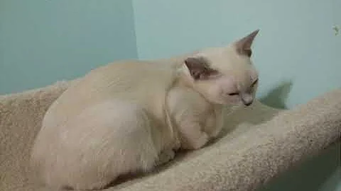 Watch the video about A Tonkinese Princess