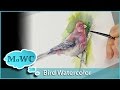 Bird Painting With Wet in Wet Watercolor Underpainting Technique