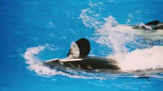 Dolphins Imax 2000 - Orca Clips