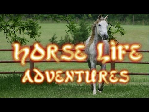 Let's Play: Horse Life Adventures - Part 1 - Long Beginning
