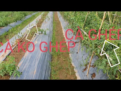 Video: Sự khác biệt giữa cà chua xác định và cà chua không xác định là gì?