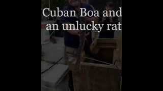 Cuban Boa Grabs an Unlucky Rat